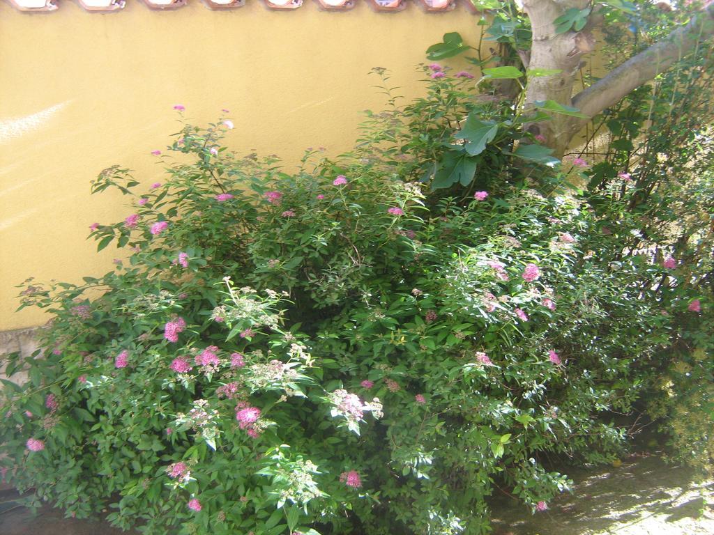 Jacqueline Apartment Pula Exterior foto